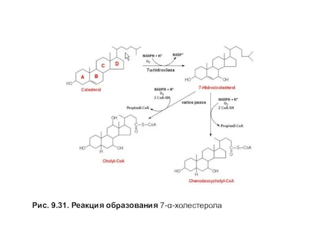 Рис. 9.31. Реакция образования 7-α-холестерола