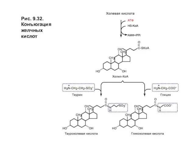 Рис. 9.32. Конъюгация желчных кислот