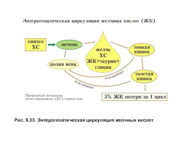 Рис. 9.33. Энтерогепатическая циркуляция желчных кислот