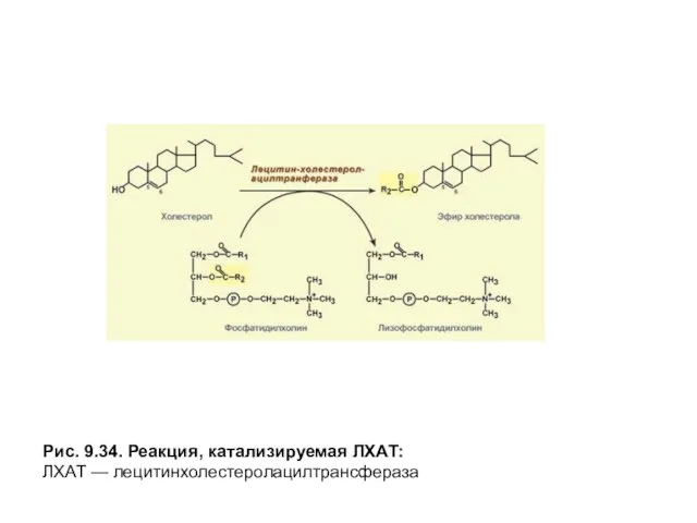 Рис. 9.34. Реакция, катализируемая ЛХАТ: ЛХАТ — лецитинхолестеролацилтрансфераза