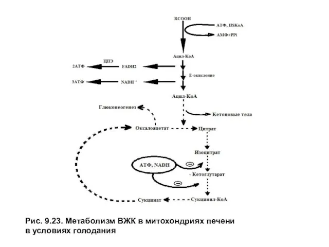 Рис. 9.23. Метаболизм ВЖК в митохондриях печени в условиях голодания