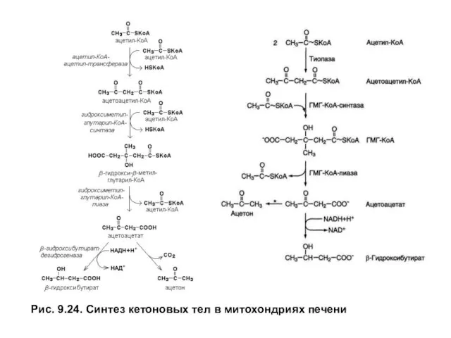 Рис. 9.24. Синтез кетоновых тел в митохондриях печени