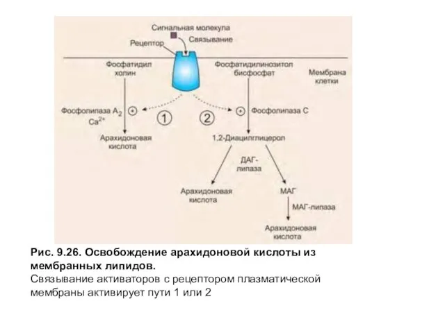 Рис. 9.26. Освобождение арахидоновой кислоты из мембранных липидов. Связывание активаторов с