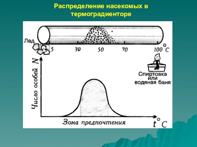 Распределение насекомых в термоградиенторе