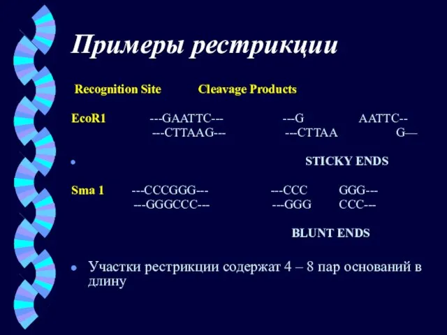 Примеры рестрикции Recognition Site Cleavage Products EcoR1 ---GAATTC--- ---G AATTC-- ---CTTAAG---