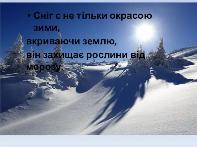 Сніг є не тільки окрасою зими, вкриваючи землю, він захищає рослини від морозу.