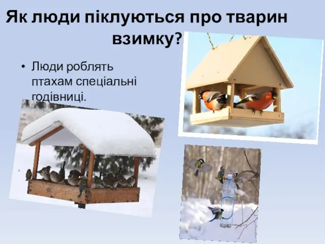 Як люди піклуються про тварин взимку? Люди роблять птахам спеціальні годівниці.