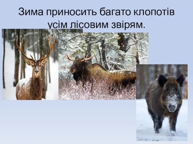 Зима приносить багато клопотів усім лісовим звірям.