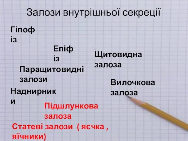 Залози внутрішньої секреції Гіпофіз Епіфіз Вилочкова залоза Щитовидна залоза Підшлункова залоза