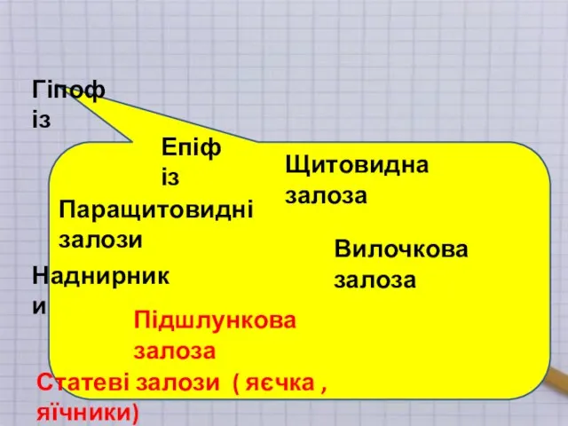 Гіпофіз Епіфіз Вилочкова залоза Щитовидна залоза Підшлункова залоза Паращитовидні залози Наднирники