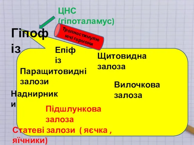 Гіпофіз Епіфіз Вилочкова залоза Щитовидна залоза Підшлункова залоза Паращитовидні залози Наднирники