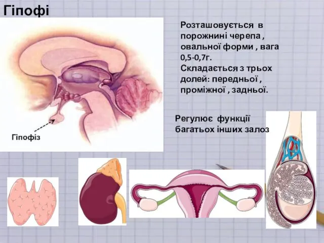 Гіпофіз Розташовується в порожнині черепа , овальної форми , вага 0,5-0,7г.