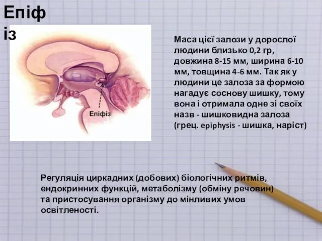 Епіфіз Маса цієї залози у дорослої людини близько 0,2 гр, довжина