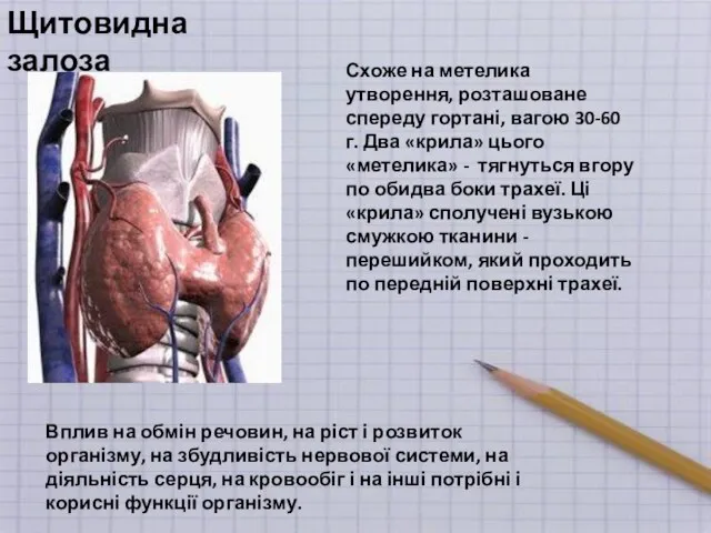 Щитовидна залоза Схоже на метелика утворення, розташоване спереду гортані, вагою 30-60