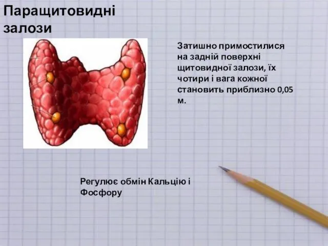 Паращитовидні залози Затишно примостилися на задній поверхні щитовидної залози, їх чотири