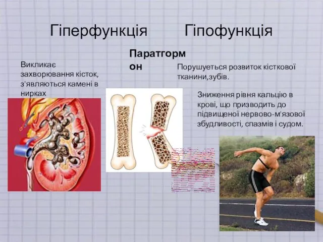 Гіперфункція Гіпофункція Порушуеться розвиток кісткової тканини,зубів. Викликає захворювання кісток, з'являються камені