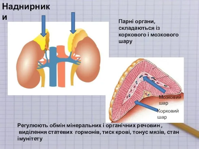 Наднирники Парні органи, складаються із коркового і мозкового шару Регулюють обмін