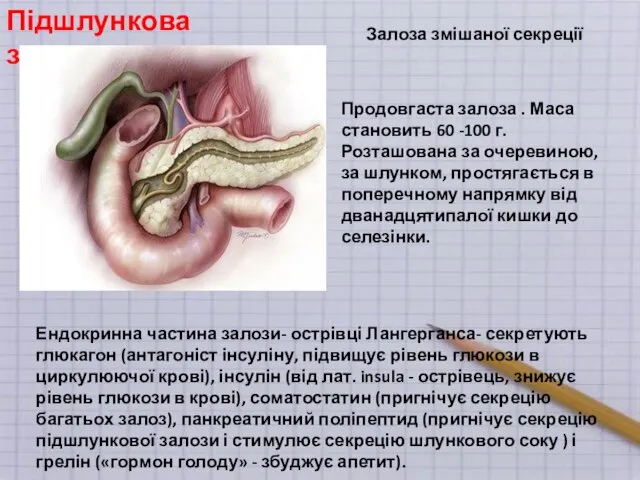 Підшлункова залоза Продовгаста залоза . Маса становить 60 -100 г. Розташована