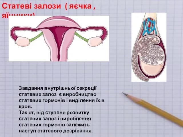 Статеві залози ( яєчка , яїчники) Завдання внутрішньої секреції статевих залоз