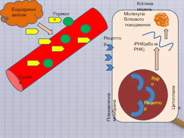 Клітина-мішень Ядро Плазматична мембрана Цитоплазма Рецептор Рецептор Гормони Судина іРНК(або м