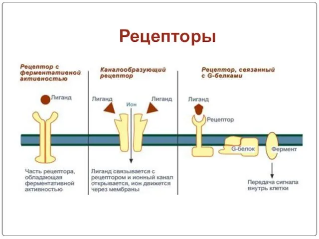 Рецепторы