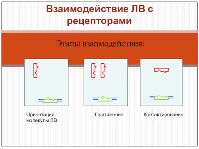 Взаимодействие ЛВ с рецепторами Этапы взаимодействия: Ориентация молекулы ЛВ Притяжение Контактирование