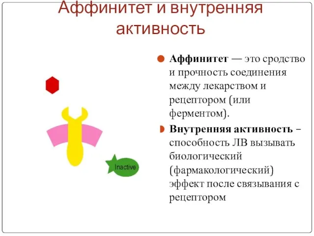 Аффинитет и внутренняя активность Аффинитет — это сродство и прочность соединения