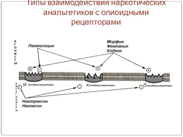 Типы взаимодействия наркотических анальгетиков с опиоидными рецепторами