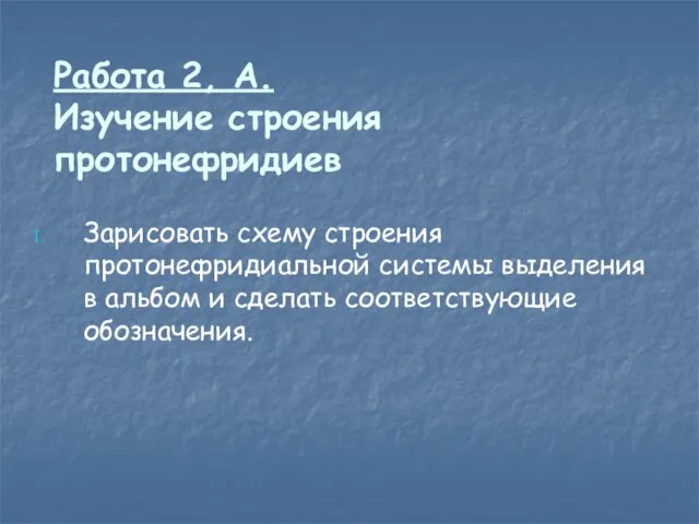 Работа 2, А. Изучение строения протонефридиев Зарисовать схему строения протонефридиальной системы