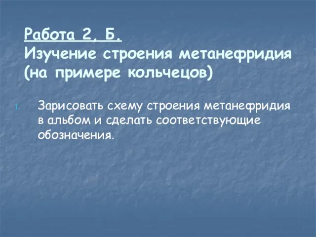 Работа 2, Б. Изучение строения метанефридия (на примере кольчецов) Зарисовать схему