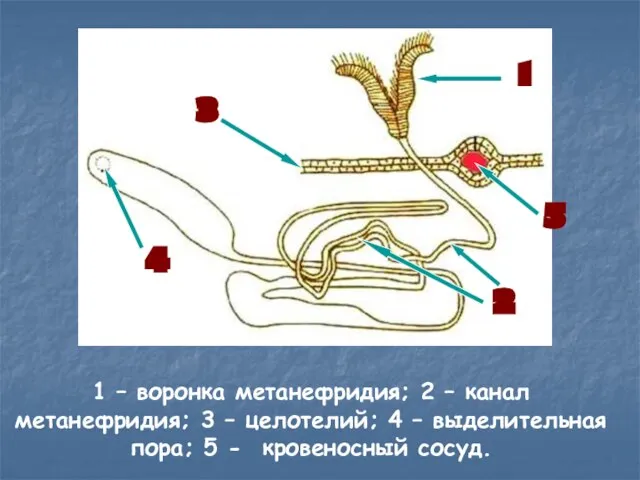 1 – воронка метанефридия; 2 – канал метанефридия; 3 – целотелий;