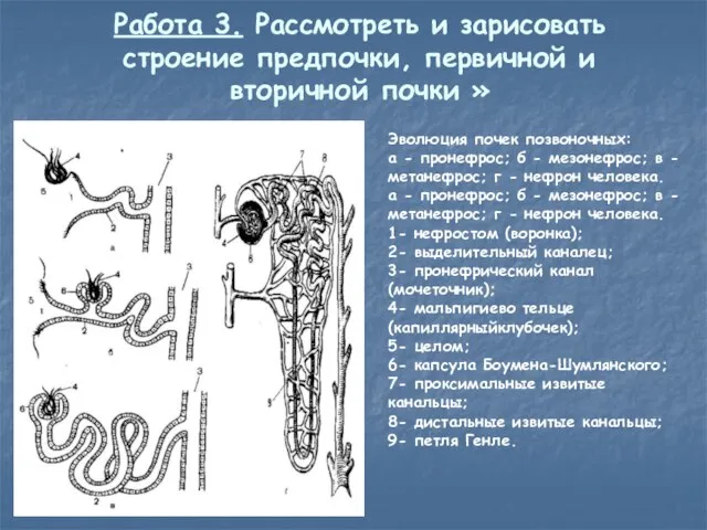 Работа 3. Рассмотреть и зарисовать строение предпочки, первичной и вторичной почки