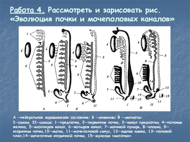 Работа 4. Рассмотреть и зарисовать рис. «Эволюция почки и мочеполовых каналов»