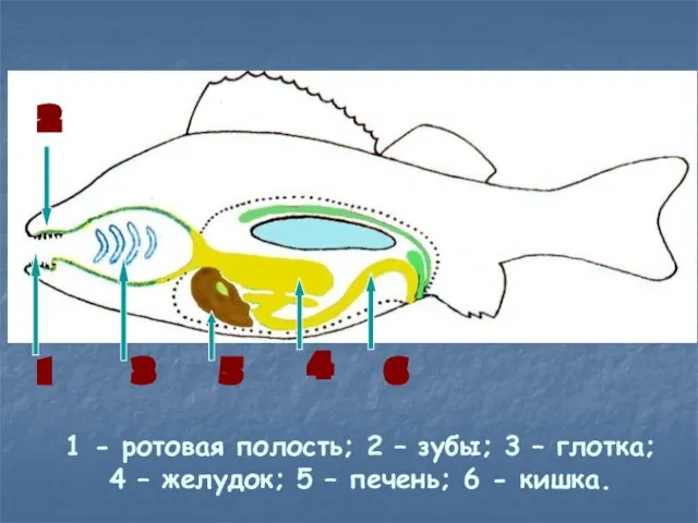 1 - ротовая полость; 2 – зубы; 3 – глотка; 4