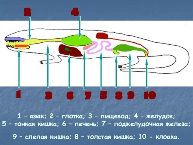 1 – язык; 2 – глотка; 3 – пищевод; 4 –