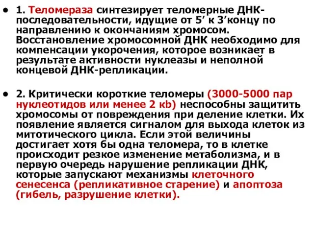 1. Теломераза синтезирует теломерные ДНК- последовательности, идущие от 5’ к 3’концу