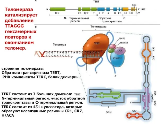 строение теломеразы: Обратная транскриптаза TERT, РНК компоненты TERC, белок дискерин. TERT