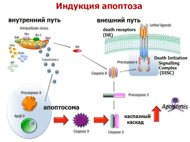 Индукция апоптоза