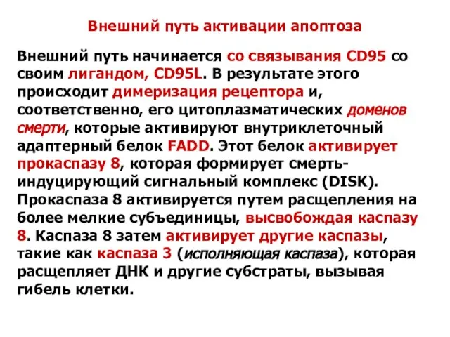 Внешний путь активации апоптоза Внешний путь начинается со связывания CD95 со