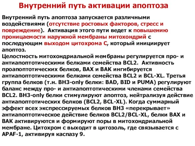 Внутренний путь апоптоза запускается различными воздействиями (отсутствие ростовых факторов, стресс и