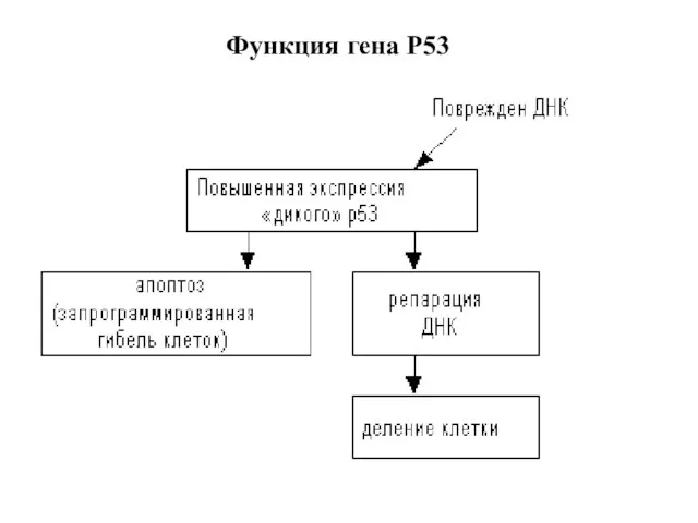 Функция гена Р53