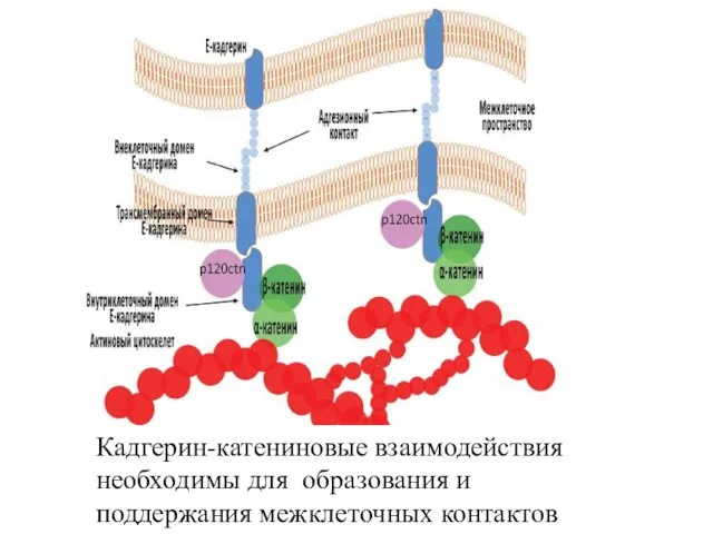 Кадгерин-катениновые взаимодействия необходимы для образования и поддержания межклеточных контактов