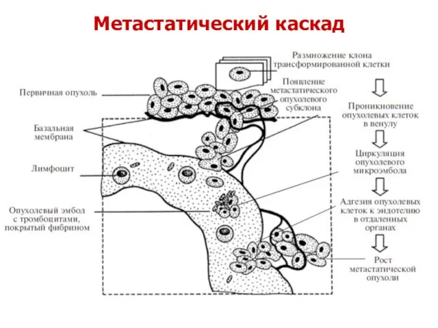 Метастатический каскад