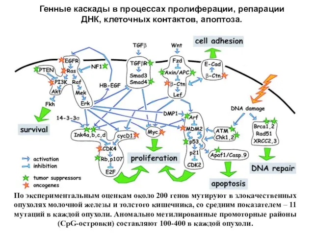 Генные каскады в процессах пролиферации, репарации ДНК, клеточных контактов, апоптоза. По