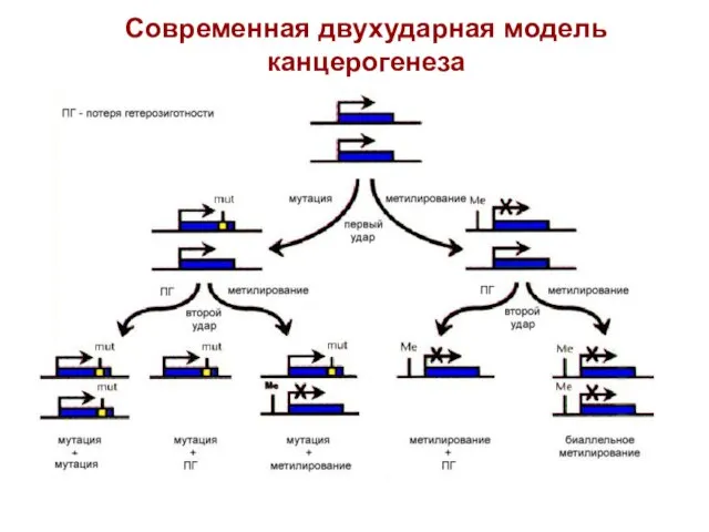 Современная двухударная модель канцерогенеза