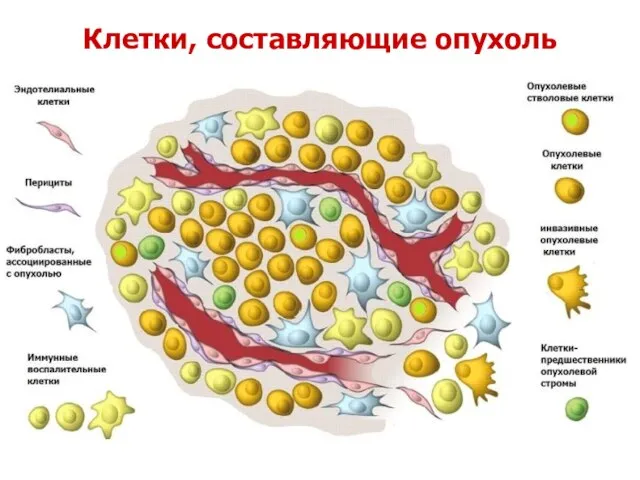 Клетки, составляющие опухоль