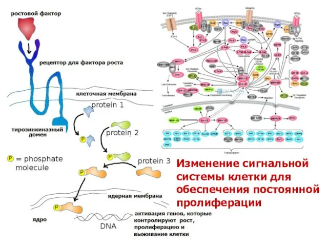 Изменение сигнальной системы клетки для обеспечения постоянной пролиферации