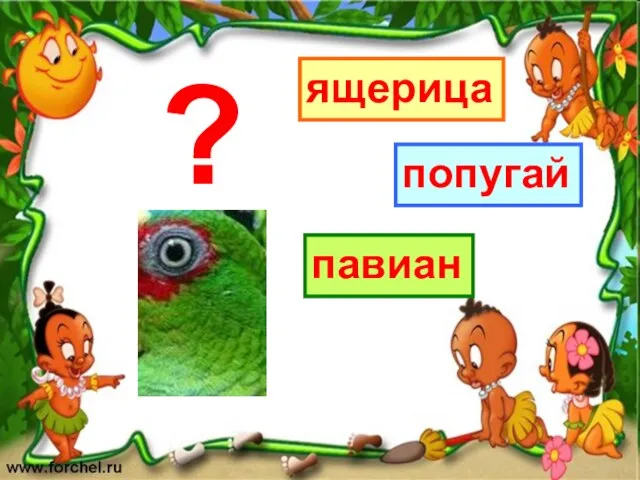 ящерица павиан попугай ?