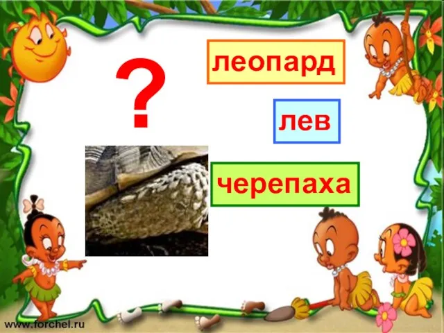 леопард черепаха лев ?