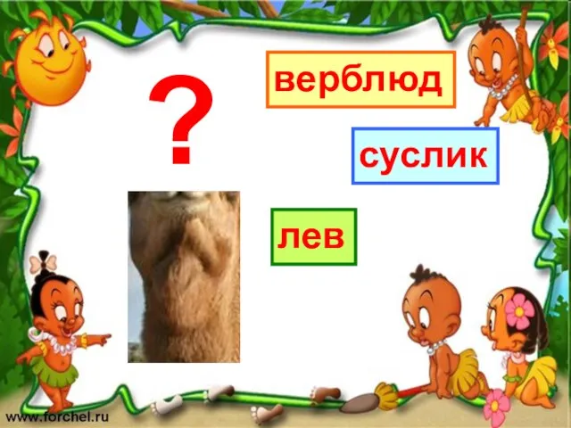 верблюд лев суслик ?